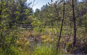 Hochmoor Schrems, &copy; UnterWasserReich, Sonja Eder
