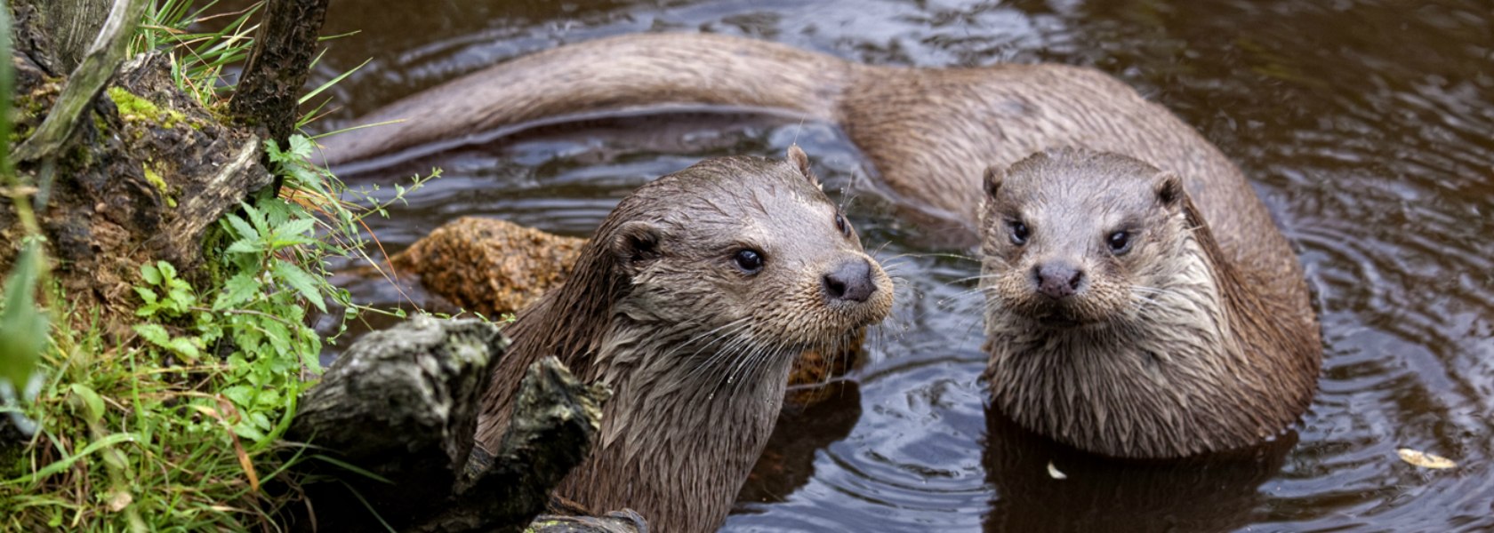 Fischotter_UWR, &copy; Wolfgang Dolak