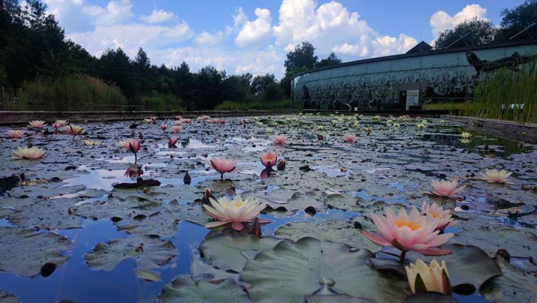 Seerosen_Wassergarten_2, © UnterWasserReich/Christiane Mader