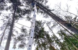 Zapfenbeerntung bei Spirken