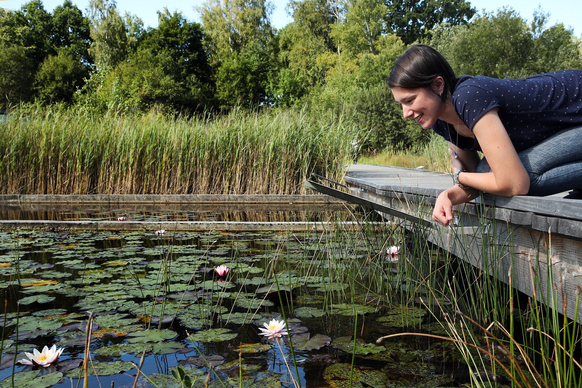 Eine Frau blickt in den mit Seerosen und anderen Wasserpflanzen bewachsenen Teich welcher sich rund um das Natuparkzentrum UnterWasserReich erstreckt. 