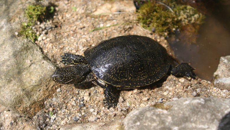 Sumpfschildkröte, © UnterWasserReich/Thomas Kainz