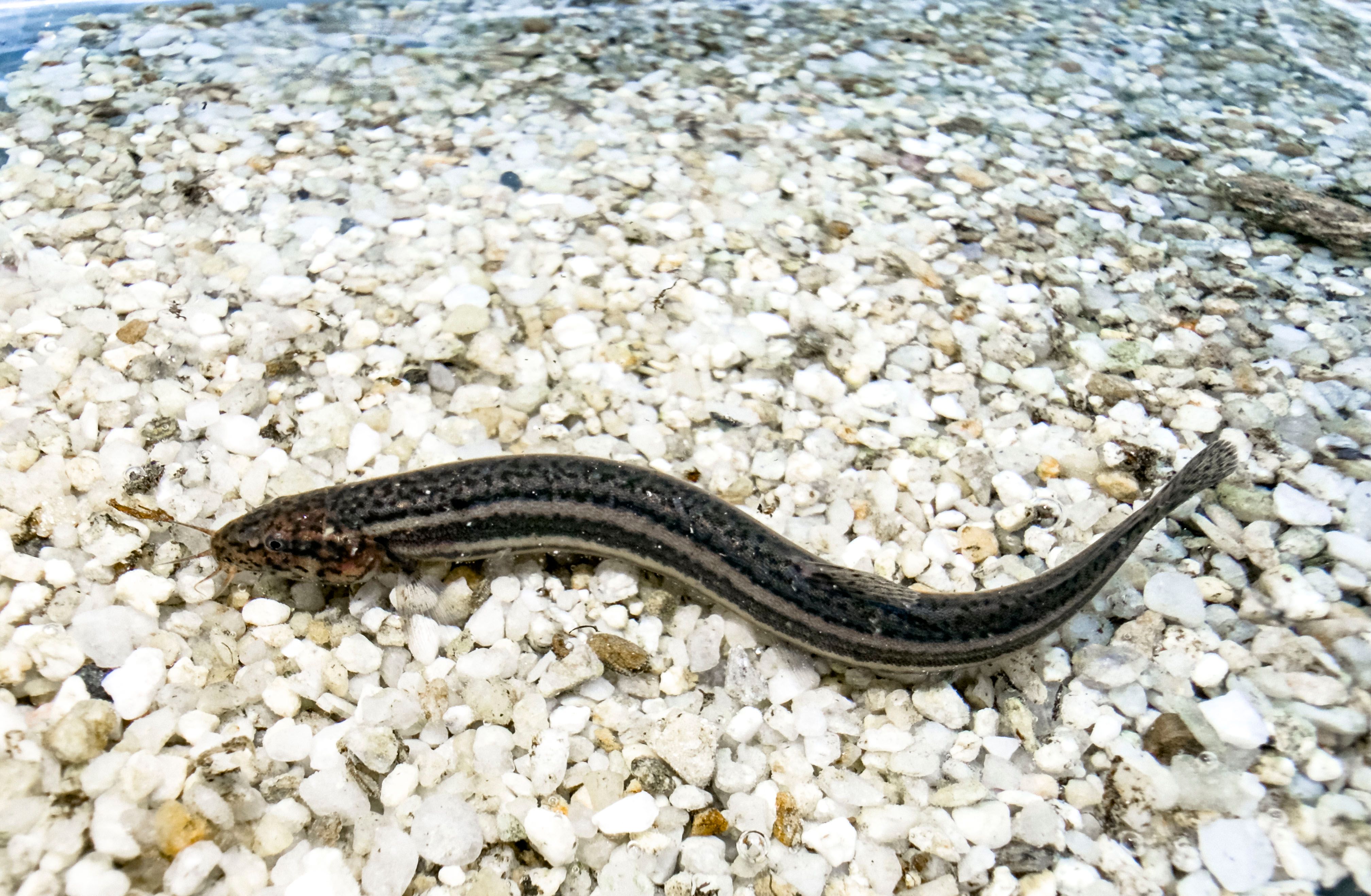 Schlammpeitzger - Fisch des Jahres 